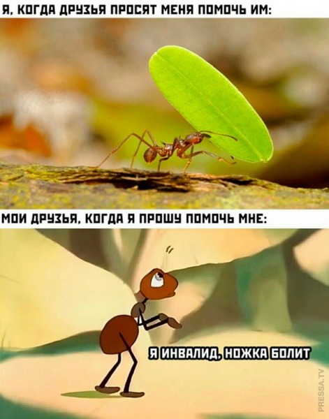 Животный юмор в картинках Животный юмор в картинках