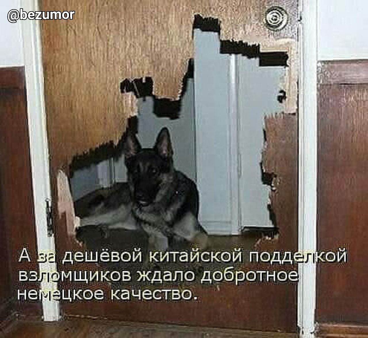 Собака стучится в дверь