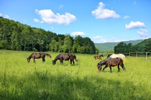 Что едят лошади летом?
