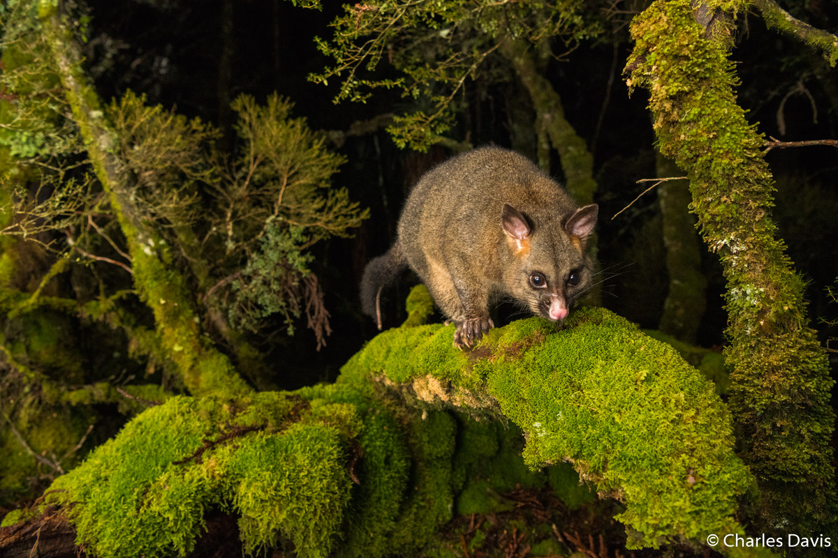 Победители Australian Geographic Nature Photographer of the Year 2019