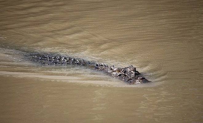 Рыбаки двигались на моторной лодке на скорости 35 километров в час, когда ее обогнал плывущий крокодил: видео