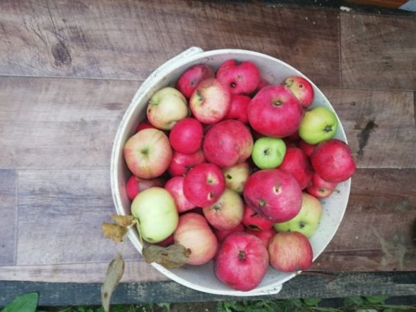 Что сделать вкусного из падалицы яблок и груш можно, делать, яблоки, сырьё, фрукты, плоды, которые, нужно, которая, плодов, очень, падалица, большое, количество, такое, будет, Просто, ничего, потом, вкусные