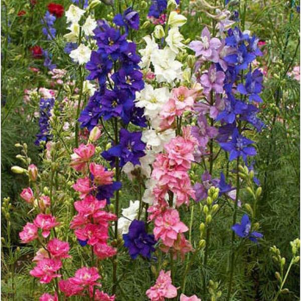 Дельфиниум Аяксов. Фото с сайта gardenpost.co.nz