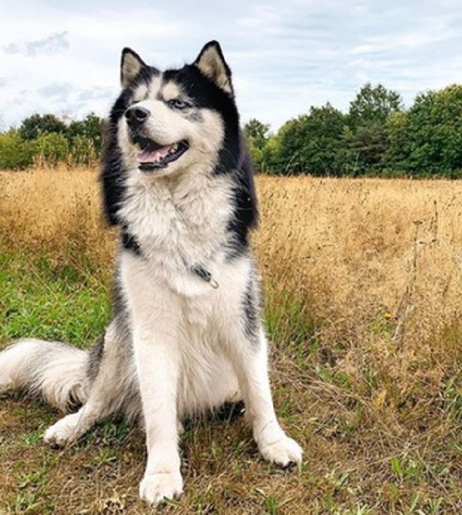 Пес улыбается 