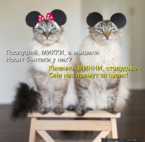 Котоматрица для всех позитив