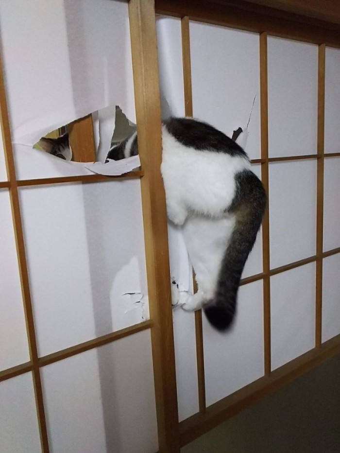 Традиционные японские двери совершенно не подходят для кошатников коты, прикол, япония