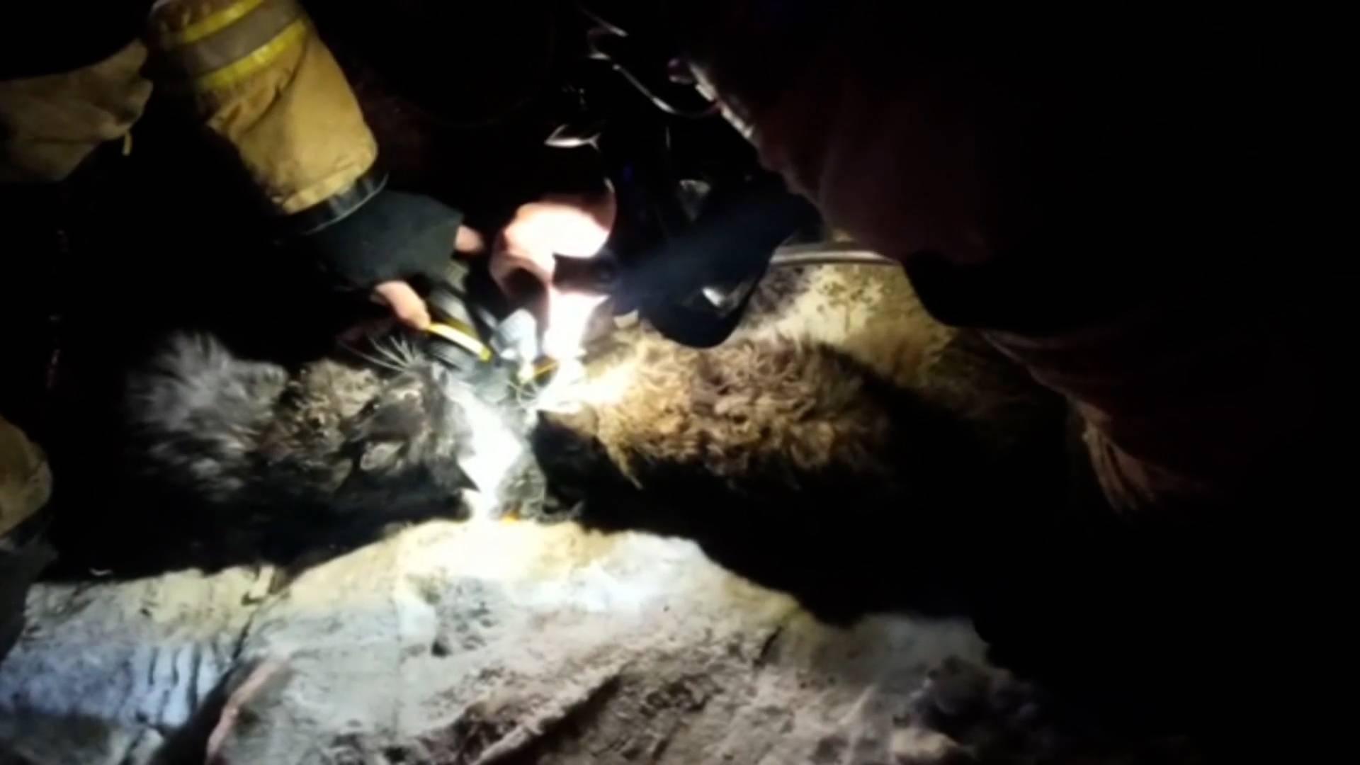 Пожарные спасли четырех кошек из горящего дома в Ангарске