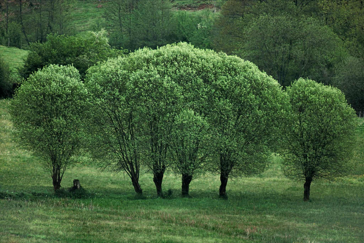 Путешествие по миру через «Портреты деревьев» Франка Хорвата деревья,мир,планета,природа,Фотография,Франк Хорват