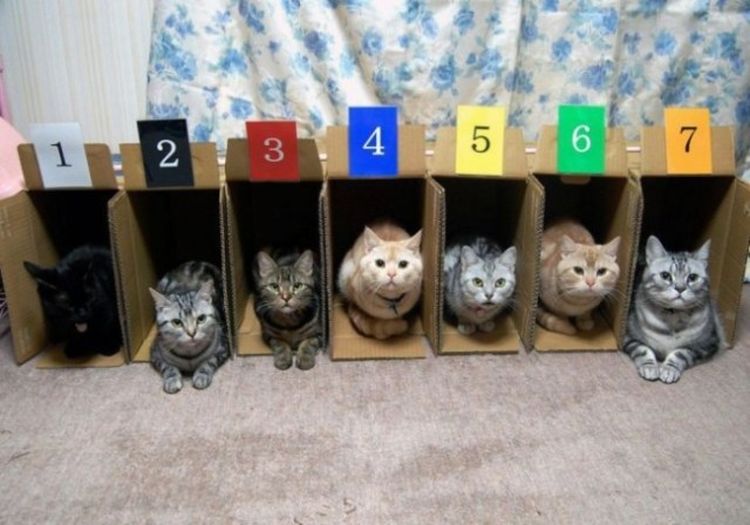 Самые дерзкие и нахальные коты, которые не собираются никого слушать! Самые дерзкие и нахальные коты, которые не собираются никого слушать!