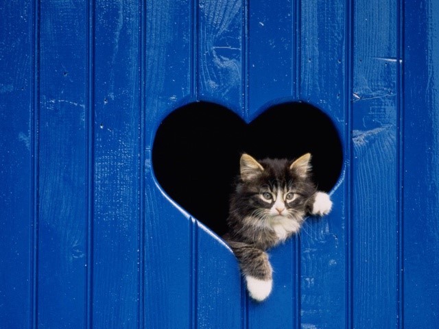 P.S. Берегите и любите кошек! :) животные, коты, факты