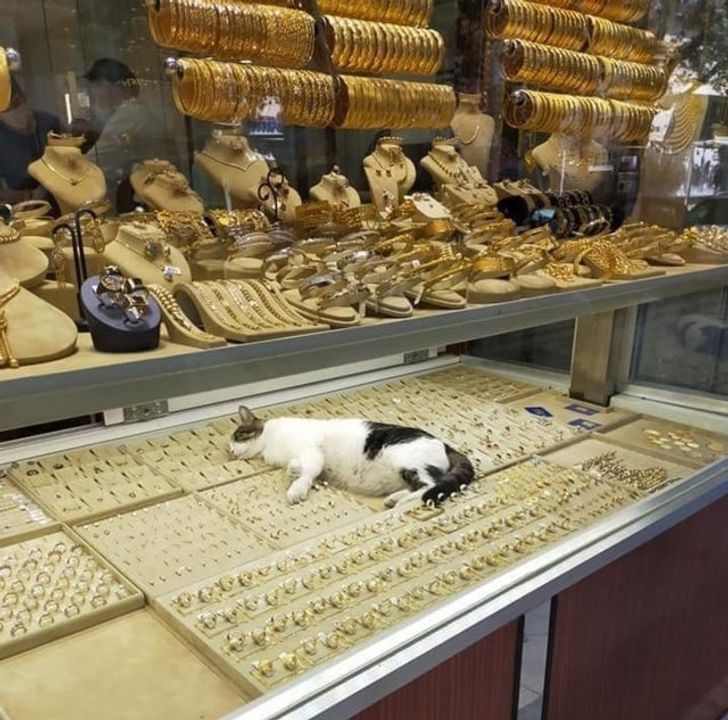 кот спит на золотых украшениях на витрине