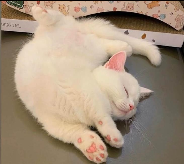 20 крошечных котят, про которых ласково говорят «ладошечные» 20 крошечных котят, про которых ласково говорят «ладошечные»