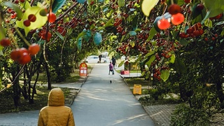 Осень в Барнауле / Фото: amic.ru                  