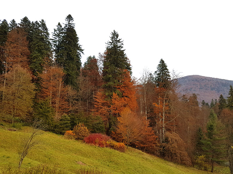 Синая. О Великолепных Замках, Которые Отнял Чаушеску И Монастыре, Построенном Спасенным Князем… автотуризм