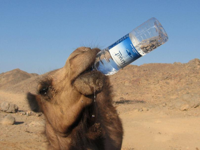 Пью и не могу напиться воды. Верблюд пьет воду. Смешной верблюд. Пьющий верблюд. Верблюд пьющий воду.