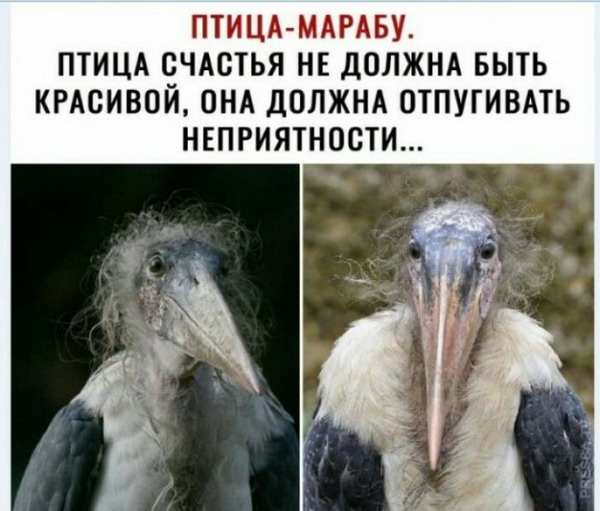 Животный юмор в картинках Животный юмор в картинках