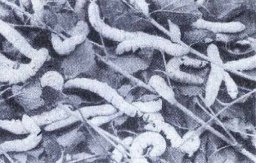 Чудо с продолжением интересное,наука