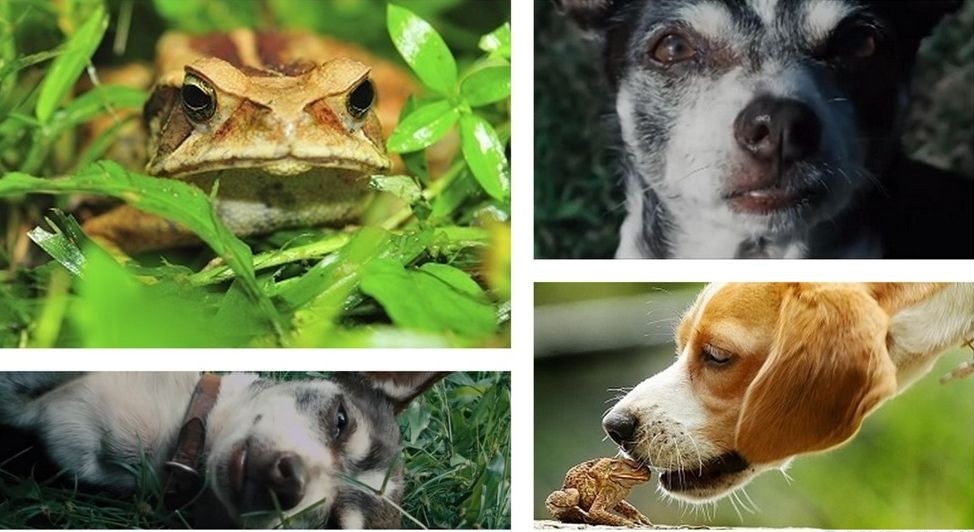 3. Собаки в Австралии кайфуют от пота жаб. животные, факты
