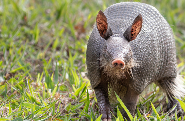 Самые необычные родители в мире животных