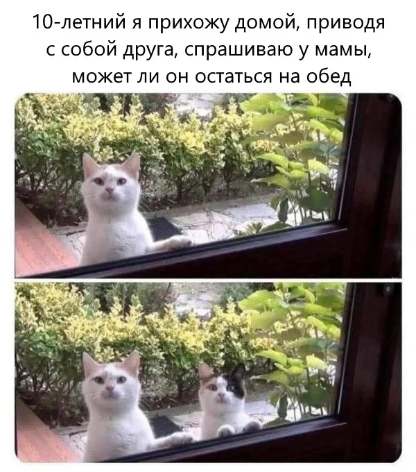 Котомемы для настроения 
