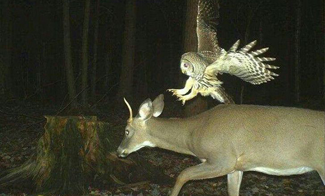 5 фото со странным поведением животных, которые сделала фотоловушка в ночном лесу