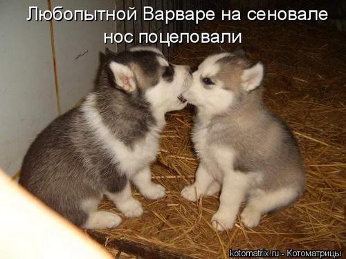 4743317_337792 (500x375, 34Kb)