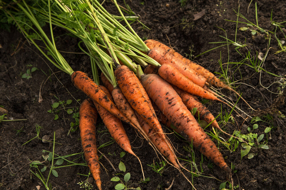 Морковь готова к уборке… или не готова… Когда ж ее правильно убирать? морковь, долго, градусов, очень, корешков, стоит, можно, признаком, готовности, уборке, Хороший, Однако, опираться, какой, причине, чтото, могло, пойти, только, землю