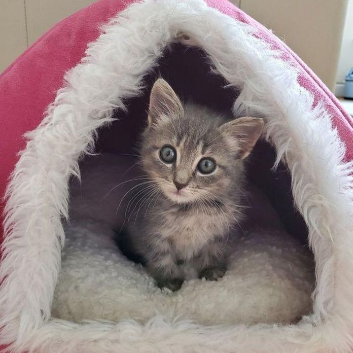Без кота и жизнь не та