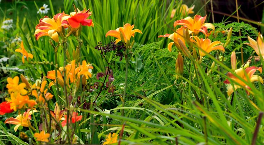 Почему лилейник не цветет и как это поскорее исправить лилейники, может, растения, цветения, чтобы, лилейников, лилейник, растений, могут, после, цветение, условия, когда, роста, количества, корневища, посадка, вокруг, убедитесь, лилейника