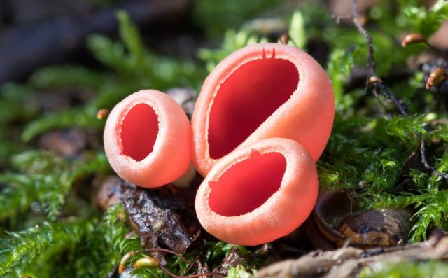 Саркосцифа алая, или Алая эльфова чаша (Sarcoscypha coccinea)