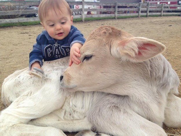 This calf who&#39;s getting a good grooming from his little buddy.