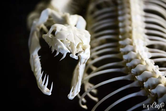 Самые интересные факты о змеях: скелет змеи. CC0