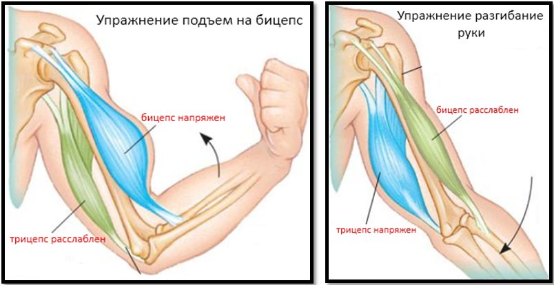 Механика работы мышц рук