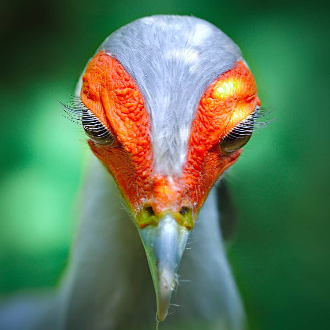 -     # # # #__ #_  #secretarybird #bird #lashes #naturallashes  #birdofprey