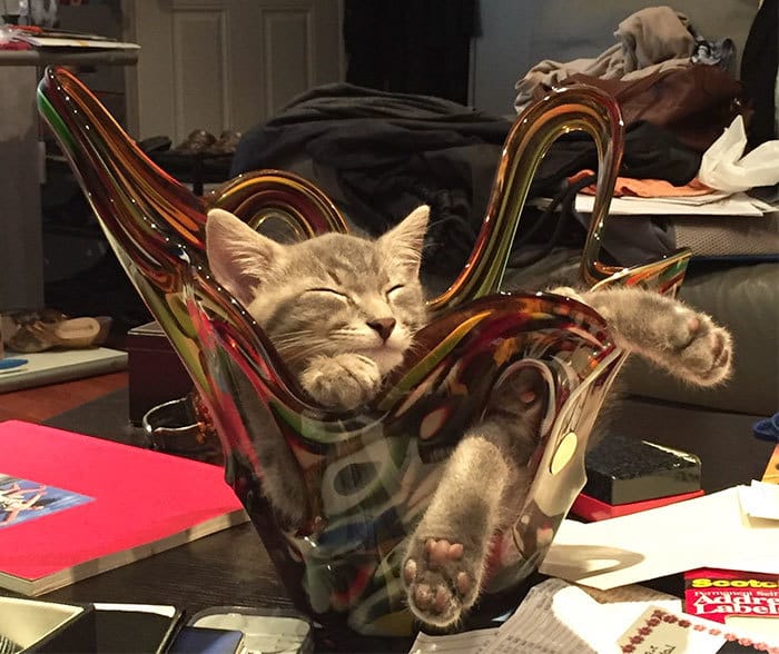 Moms Kitty Cat Loves To Nap In A Vase
