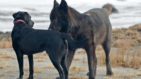 собака и дикий волк играют вместе 