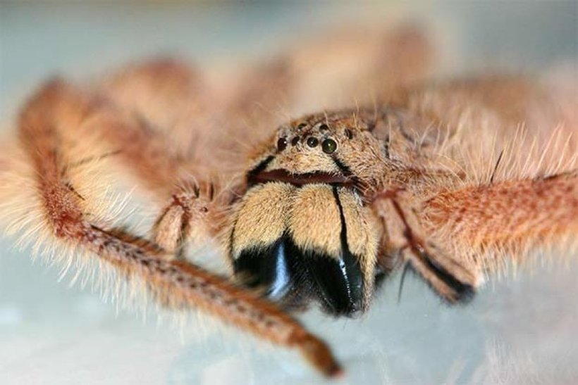 ТОП-7 самых красивых (и ужасных) пауков