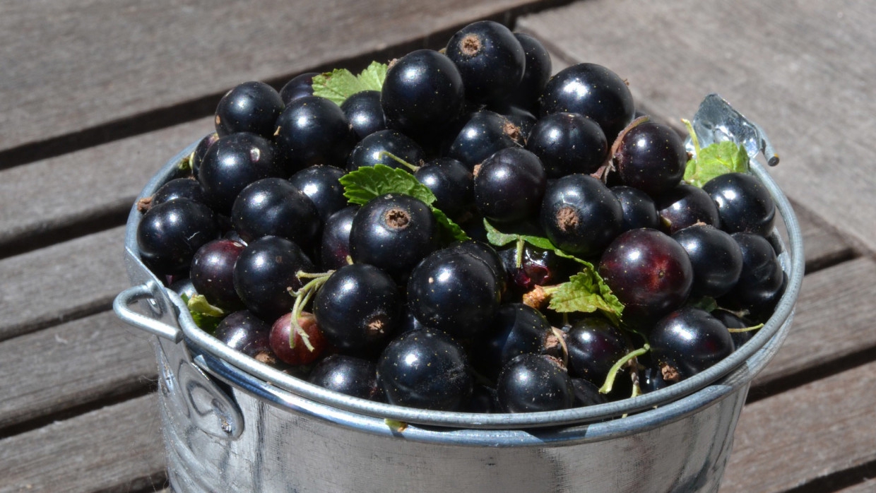 Американец восхитился умением русских консервировать овощи и ягоды Американец восхитился умением русских консервировать овощи и ягоды Общество