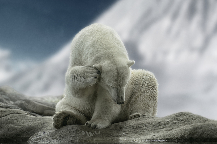 Красивые фотографии животных от Lars van de Goor животные