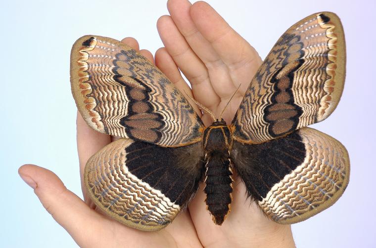 Рукотворные бабочки из природных материалов