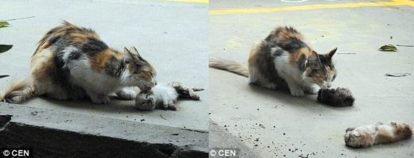 Кошка пытается оживить своих убитых котят... Кошка пытается оживить своих убитых котят...