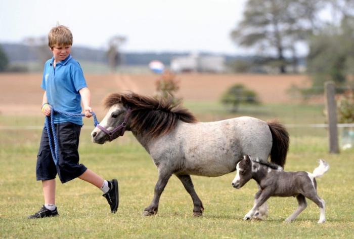 Какая самая маленькая лошадь в мире? Порода самых маленьких лошадей, фото