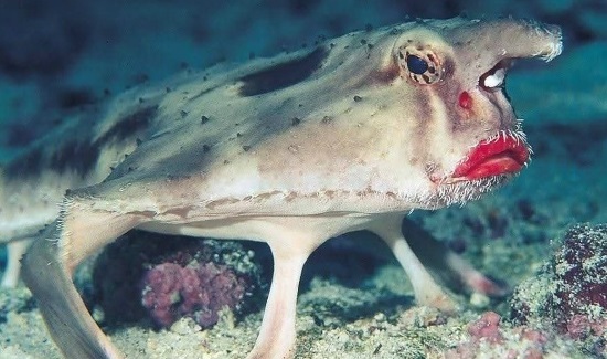 Четверг - рыбный день