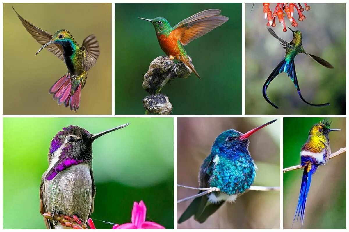 Виды колибри фото с названиями