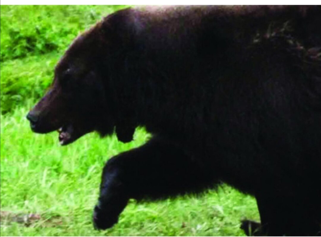 Три основных способа добычи медведя