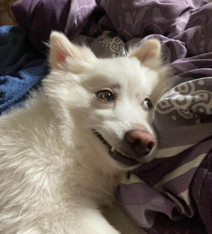Без кота и жизнь не та