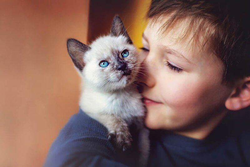 Общение с кошками полезно детям домашние животные, коты, кошки, содержание