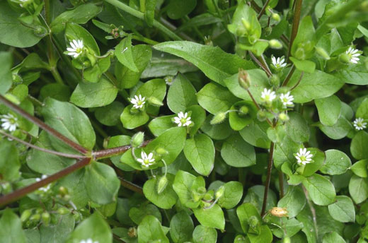 Лучший сорняк в огороде – мокрица