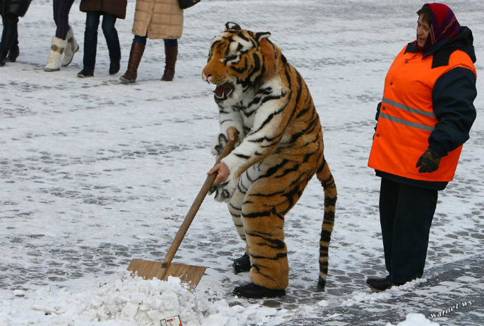 «Старайся лучше, животное!»