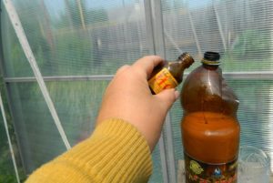 Вот как бороться с тлей, чтобы не навредить цветам: хитрости опытных садоводов Вот как бороться с тлей, чтобы не навредить цветам: хитрости опытных садоводов